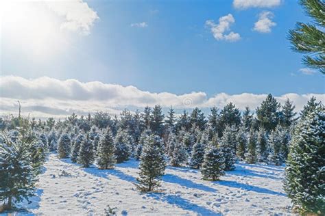 Snow Covered Christmas Tree Farm Stock Image - Image of america ...