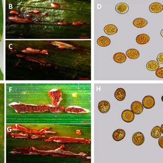 Symptoms of corn rust. Note: A-D are samples of common corn rust... | Download Scientific Diagram