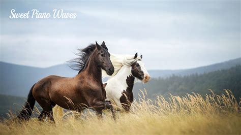 Beautiful Relaxing Piano Music - Peaceful Soothing Relaxation Music and ...