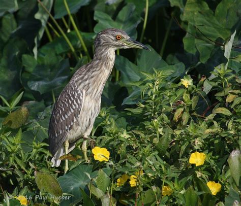 eBird Checklist - 4 Nov 2016 - Lake Apopka Wildlife Drive - 67 species (+1 other taxa)