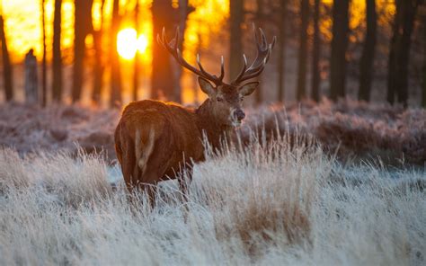 Trees Deer Look The Sun Nature wallpaper | 2560x1600 | #14478