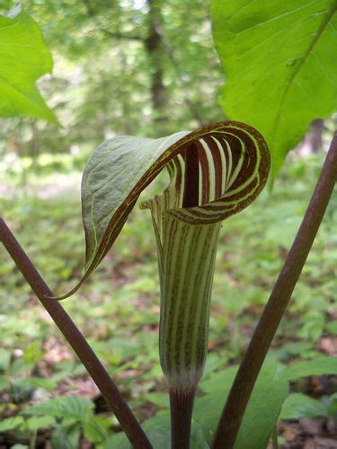 Maine Wildflowers: Jack- in-the-Pulpit Jack-in-the-Pulpit (Arisaema triphyllum) is often listed ...