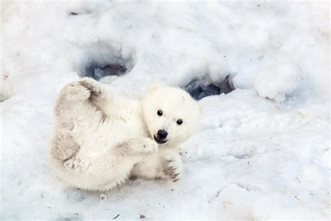 10 of the Cutest Animals That Live in the Arctic