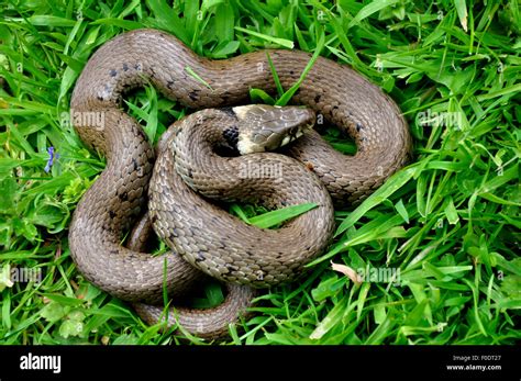 Grass snake curled up in grass UK Stock Photo - Alamy