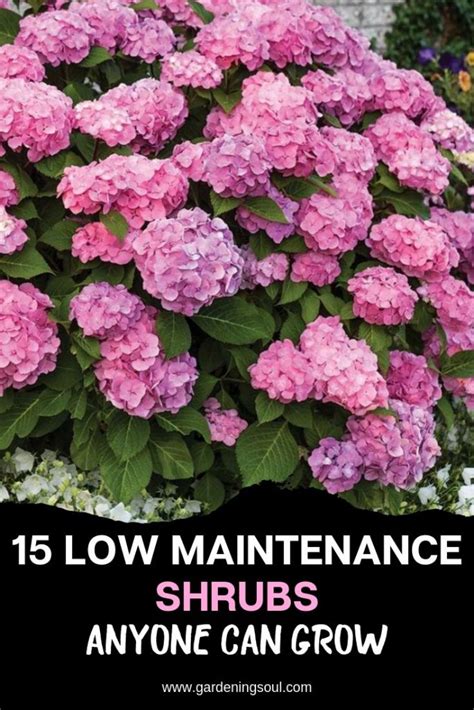 15 Low Maintenance Shrubs Anyone Can Grow