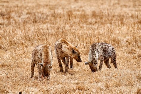 Bromances Could Lead to More Romances for Male Hyenas | Scientific American