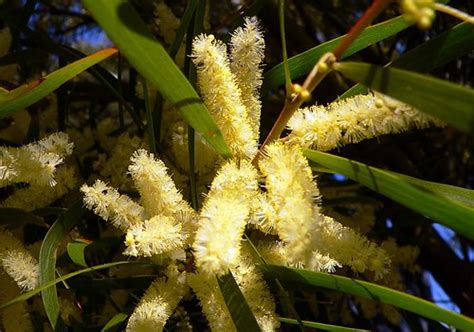 Coast Wattle. Australia. | Acacia sophorae, commonly known a… | Flickr