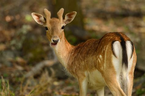 30 fallow deer released in the Rhodope Mountains rewilding area ...