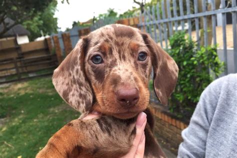 Dapple Dachshund: Facts, Patterns, Pictures, FAQs & More