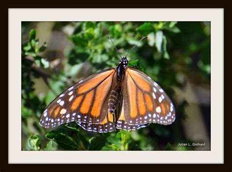 Pismo Beach Monarch Butterfly Grove, Pismo Beach, CA. | Pismo beach ...