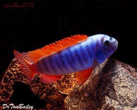 Premium Labeotropheus Trewavasae Mbuna Cichlid from Lake Malawi