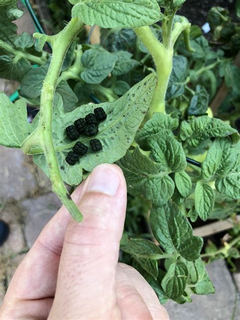 (Big...) bug poop? Found on lead of tomato plant : r/whatsthisbug