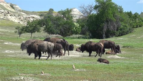 Bison Herd & Calves Grazing In Yellowstone National Park. The Bison ...