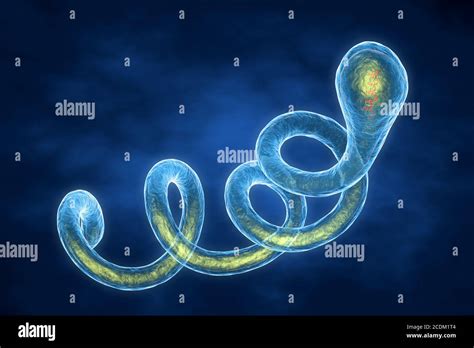 Spirochetes hi-res stock photography and images - Alamy