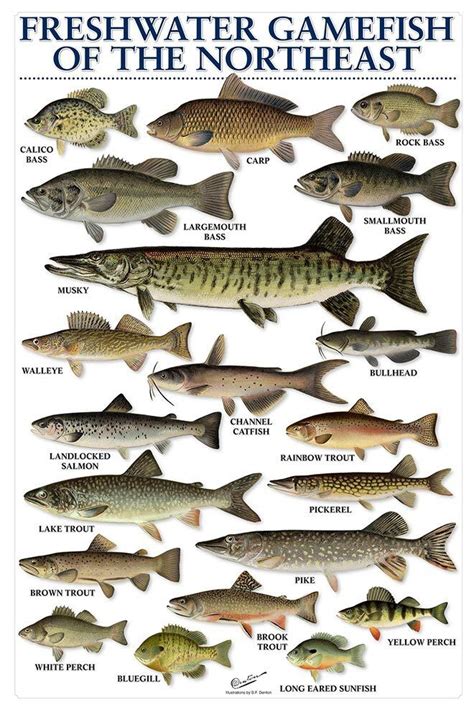 Freshwater Fish Chart | Fish chart, Types of fish, Freshwater fish