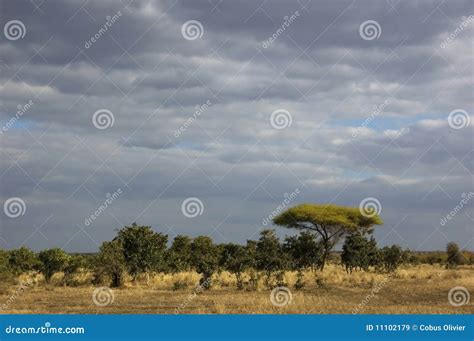 African savanna landscape stock image. Image of outside - 11102179