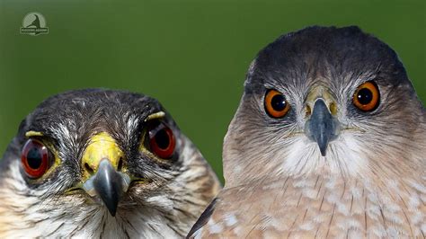 Sharp-shinned Hawk vs Cooper's Hawk Identification