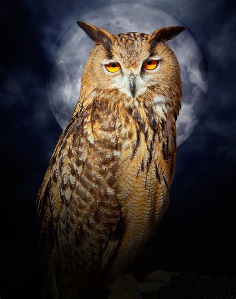 Bubo Bubo Eagle Owl Night Bird Full Moon Stock Photo - Image of cloudy, closeup: 24778480