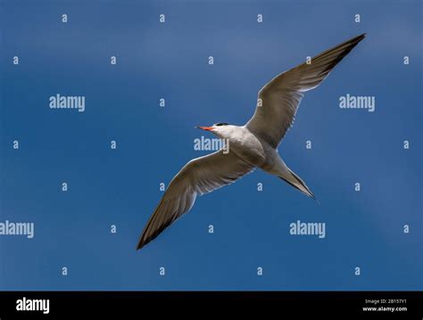 Common tern, Sterna hirundo in flight during breeding season Stock Photo - Alamy