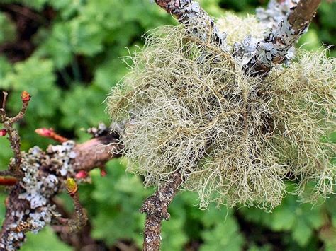 Usnea Herb