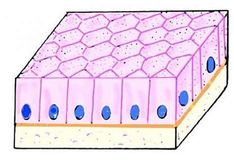 Structure Of Columnar Epithelium