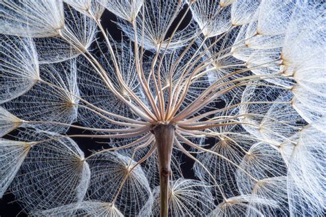 Dandelion seed dispersal inspiring robotics | SYFY WIRE