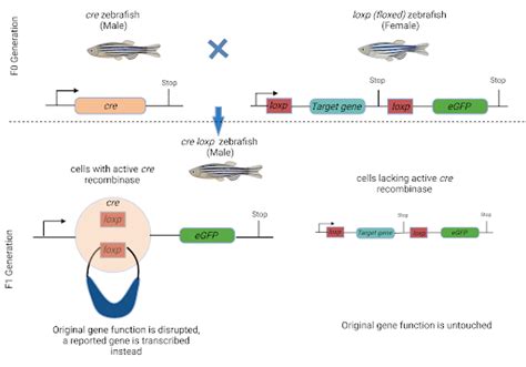 How does Cre/loxP recombination work? - InVivo Biosystems