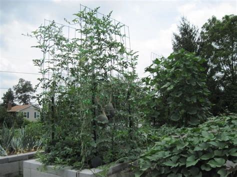 Growing Watermelon on Trellises - Abundant Mini Gardens in 2020 | How to grow watermelon ...