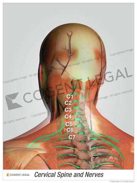 Cervical Spine and Nerves - 2