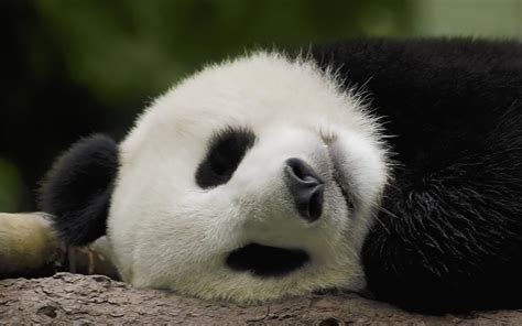 Baby Panda Wallpaper - WallpaperSafari