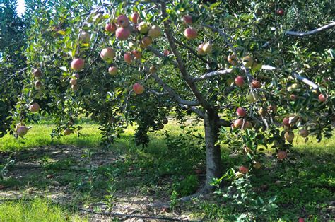 Apple Farm Trees Free Stock Photo - Public Domain Pictures