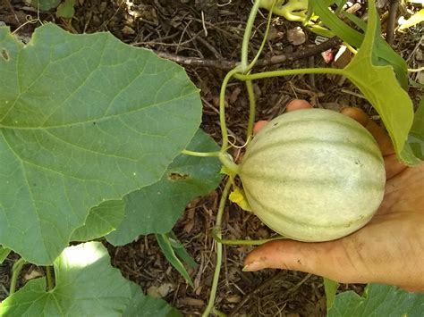 Huh .. round cucumber... How do I know when it's ripe? Anyone recognize the variety? : r ...