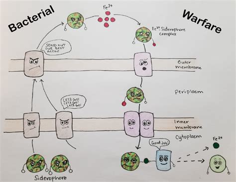 Siderophores | Microbial Mysteries