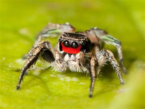 Here's a Contradiction For Ya: Cute Spider | Featured Creature