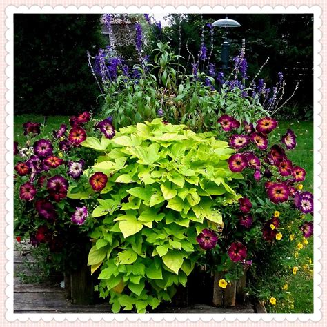 Shade Plants Container - Container Gardening Flowers