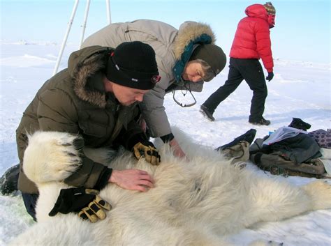 Polar bears cannot compensate for sea ice loss starvation with slowed metabolism in summer