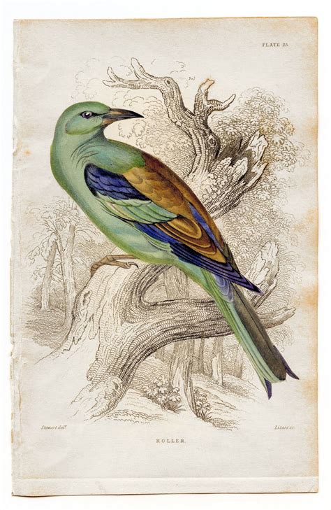 Free Vintage Clip Art - Colorful Bird - The Graphics Fairy