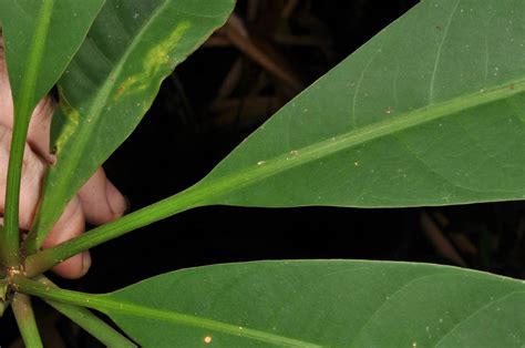 Barringtonia acutangula (Lecythidaceae) image 83093 at PhytoImages.siu.edu