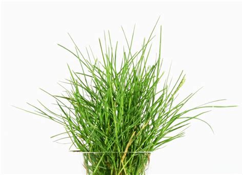 Free stock photos - Rgbstock - Free stock images | Tuft of Grass | crisderaud | January - 21 ...