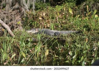 North American Alligator Habitat Stock Photo 2032499627 | Shutterstock