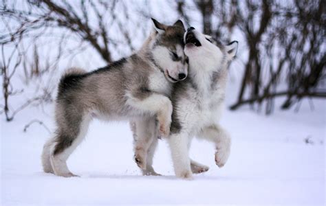 Alaskan Malamute Reviews and Pictures: Cute Alaskan Malamute Puppies ...