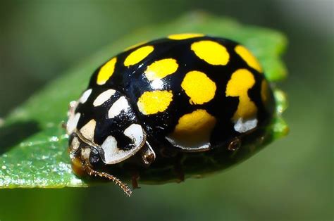 Ladybug Ladybug | Yellow ladybug, Ladybug, Beautiful bugs