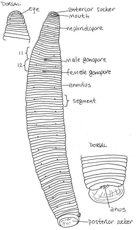 Hirudinea Leech Anatomy