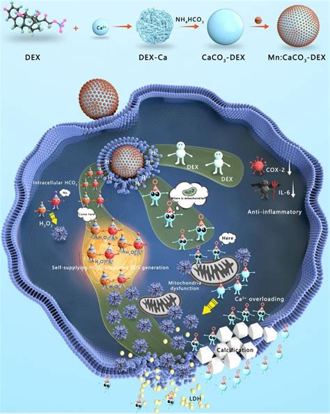 Ion drugs for precise orthotopic tumor management by in situ the ...