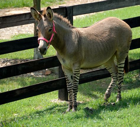 Zonkey Free Stock Photo - Public Domain Pictures