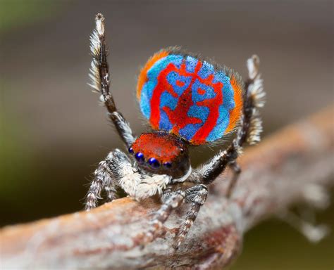 This Peacock Spider is 🔥 : r/NatureIsFuckingLit