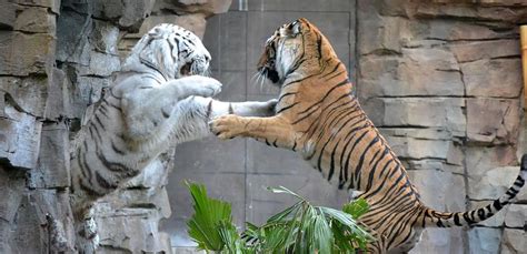 Orange vs. White Photograph by Ning Erickson