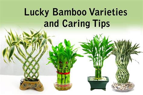 Lucky Bamboo Varieties and Caring Tips | Plants Information