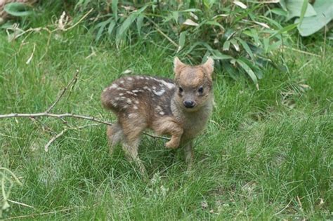 Tiny Baby Deer Frolics in Grass Picture | Cutest baby animals from ...