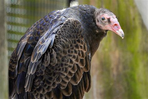 Turkey Vulture | The Maryland Zoo